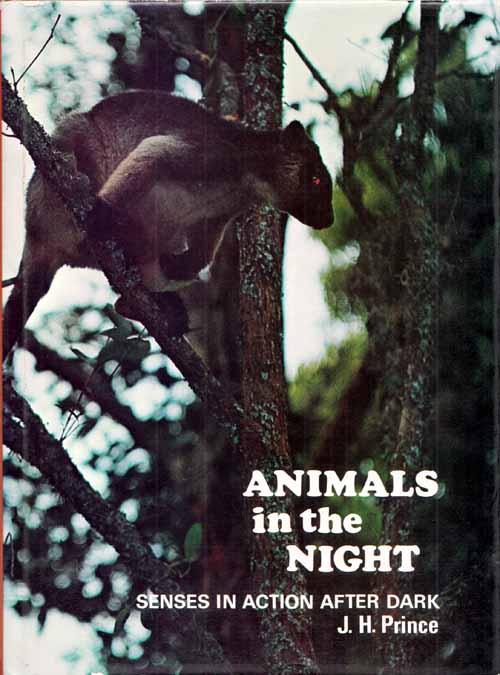 Image for Animals in the Night